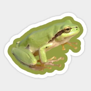 Cute European Green Tree Frog Cut Out Sticker